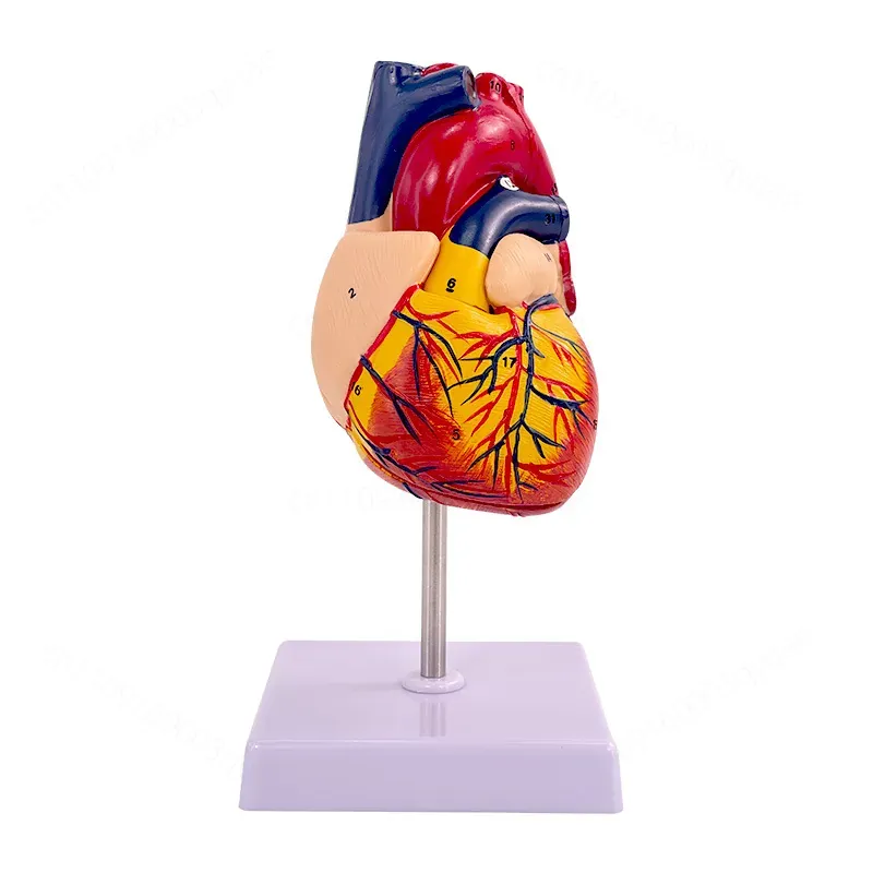 1:1 Human Heart Anatomy Model  - Medical Lab Ultrasound 评论和价格