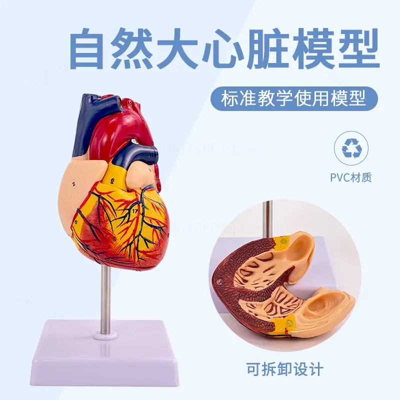 1:1 Human Heart Anatomy Model  - Medical Lab Ultrasound 评论和价格