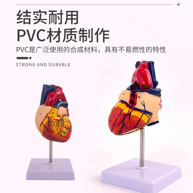 1:1 Human Heart Anatomy Model  - Medical Lab Ultrasound 评论和价格