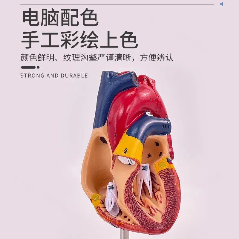 1:1 Human Heart Anatomy Model  - Medical Lab Ultrasound 评论和价格